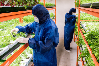 两位生物学家穿着防护服，戴着手套和口罩挑选幼苗