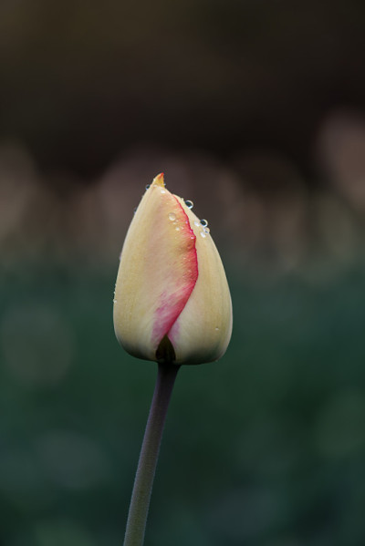 加拿大郁金香节