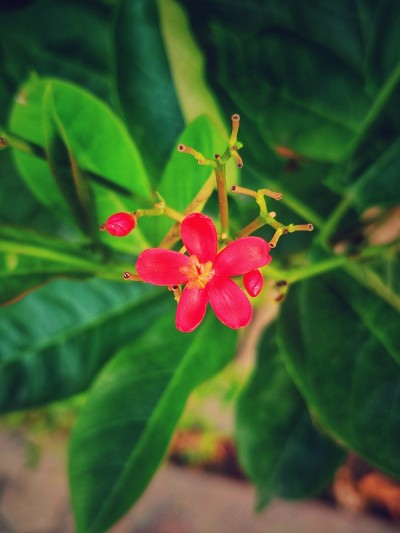 Peregrina (麻风树 Integerrima)