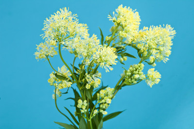 黄色的草芸香或黄Thalictrum