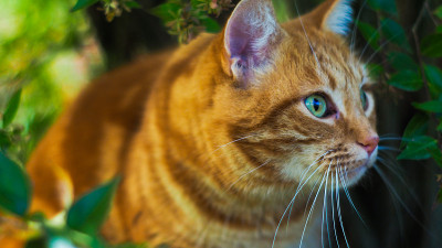 红猫的微距