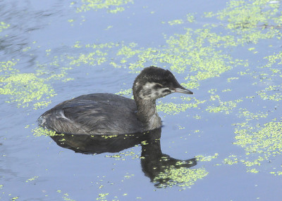 Horned Grebe (juvenile) (podiceps auritus)