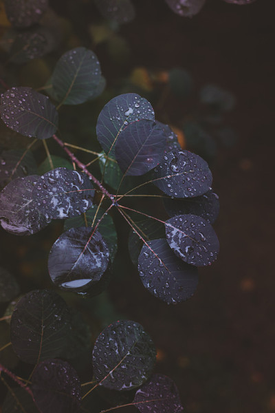 这是一个勺子黄栌叶和雨滴的特写