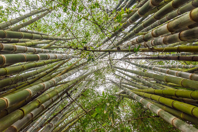 竹枝在竹林中，美丽的绿色自然背景