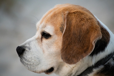 九岁的小猎犬侧面轮廓