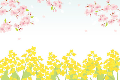 樱花和油菜花背景插图