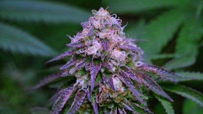 由于漂白亚麻纤维卷