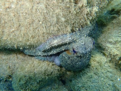 普通章鱼(octopus vulgaris)狩猎