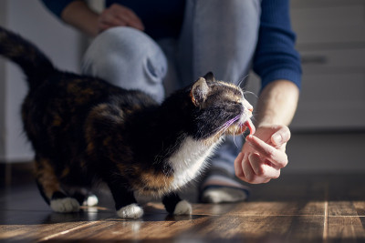 猫在舔人手指上的奶油