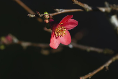 木瓜开花