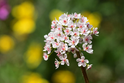伞形植物（darmera peltata）
