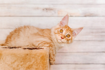 缅因红斑猫