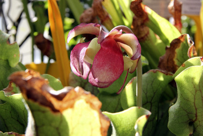一种食肉植物的芽的特写。特写猪笼草。大型紫色猪笼草(Sarracenia Purpurea)。菝葜开