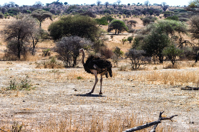Struthio camelus(鸵鸟)