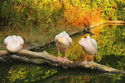 Pelecanus。鹈鹕靠近水。海鸟