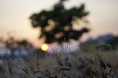 夕阳下的青稞田