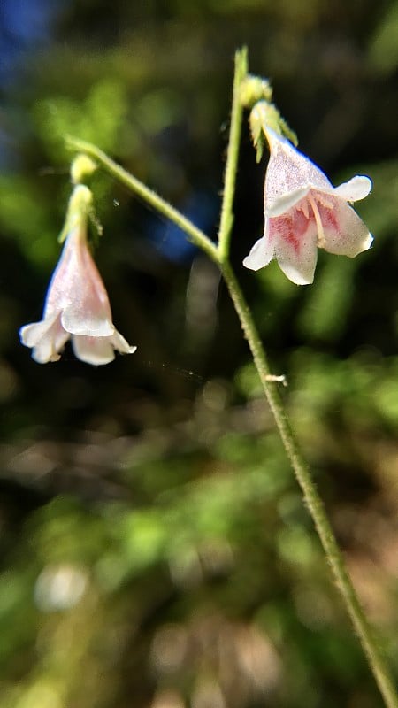 粉红色的双花在阳光下/北方林