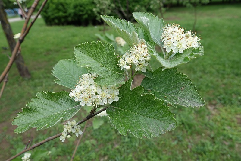 花楸树的小枝，五月开白花