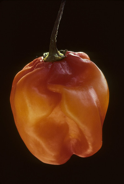 habanero-type胡椒