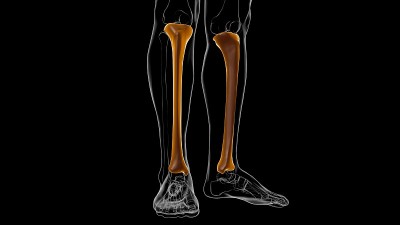 人体骨骼解剖胫骨骨3D渲染