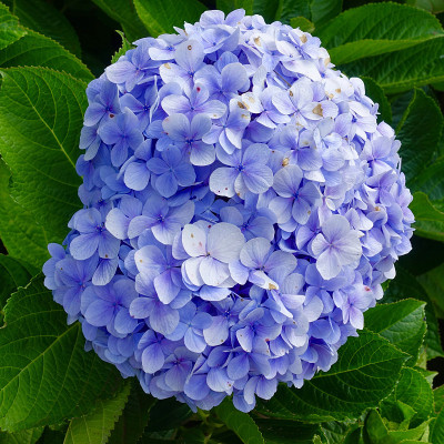 毛伊岛的奇异花朵
