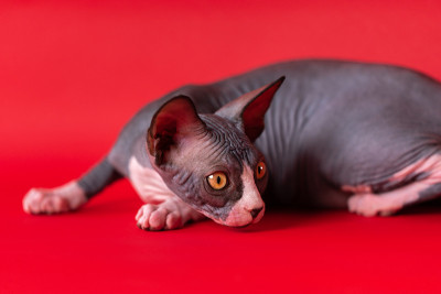 Sphynx无毛猫躺在深红色的背景上，警惕地注视着肩膀