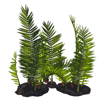 Nipa burtinii 植物
