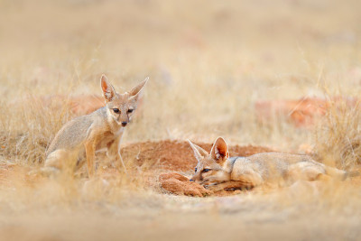 印度狐狸，孟加拉Vulpes bengalensis，印度Ranthambore国家公园。野生动物在