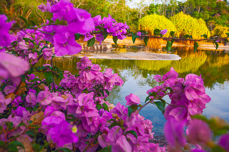 粉红色的九重葛花在马来西亚兰卡威岛夸湖公园附近