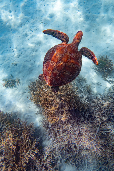 绿海龟