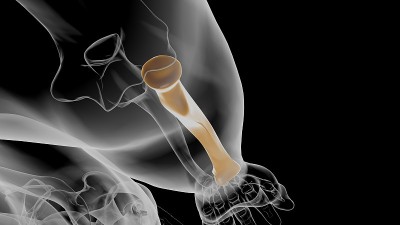 人体骨骼解剖桡骨3D渲染