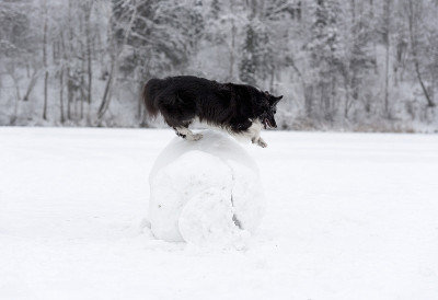 边境牧羊犬跳过雪球。冬天。