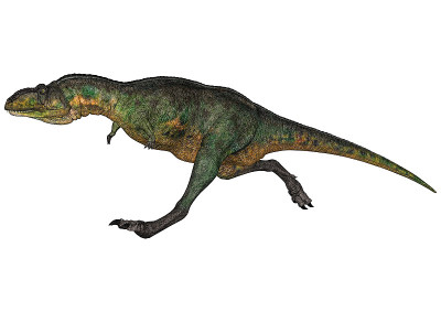 3D渲染恐龙Aucasaurus在白色