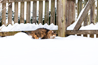 缅因猫在后院散步探索在下雪的暴风雪和雪花在花园木栅栏