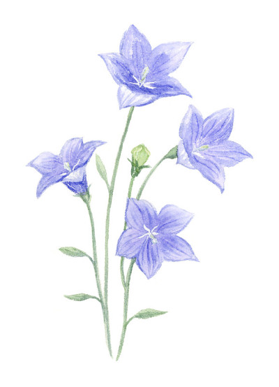 风铃花水彩画插图。