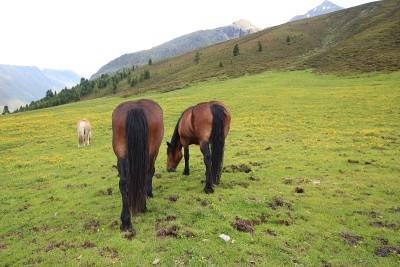 草原上的马，高山草地