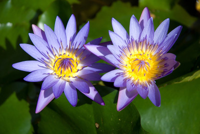 两个荷花