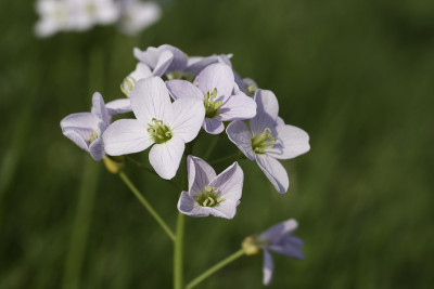 杜鹃花(草地碎米)