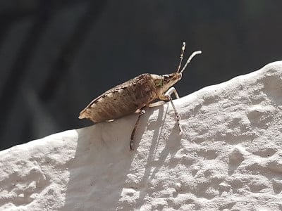 臭虫宏观摄影