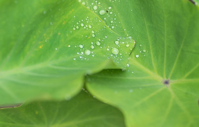 夏威夷雨林热带树叶上的晨露