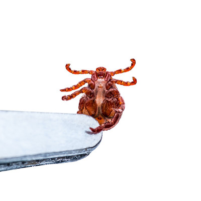 脑炎病毒或莱姆病，Borreliosis Disease或Monkey Fever传染性革蜱蜱蛛形寄