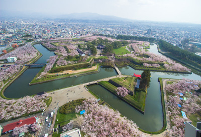 春天，从日本北海道博馆五楼塔眺望五楼楼护城河边的樱花树。