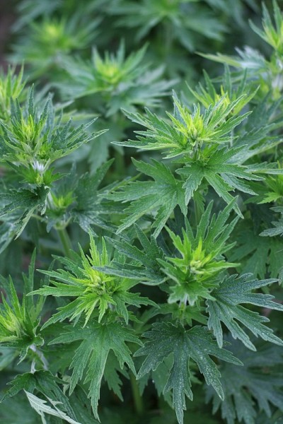 益母草