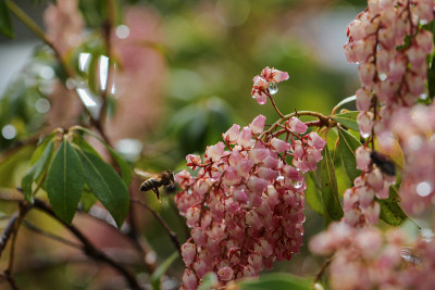 粉蝶和蜜蜂