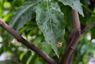 美洲南部无患子科蜜柑树