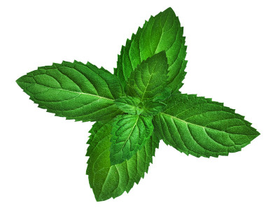 薄荷
