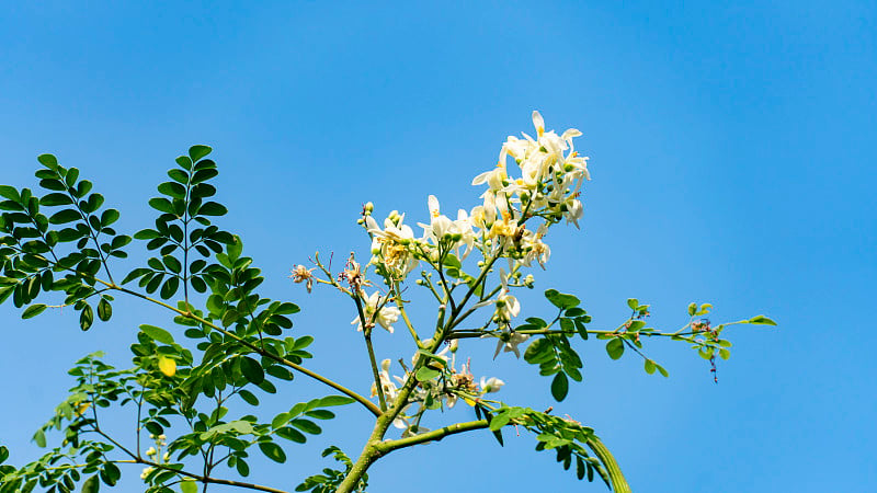 辣木花在树上