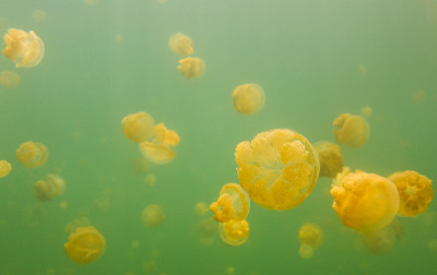 水母湖