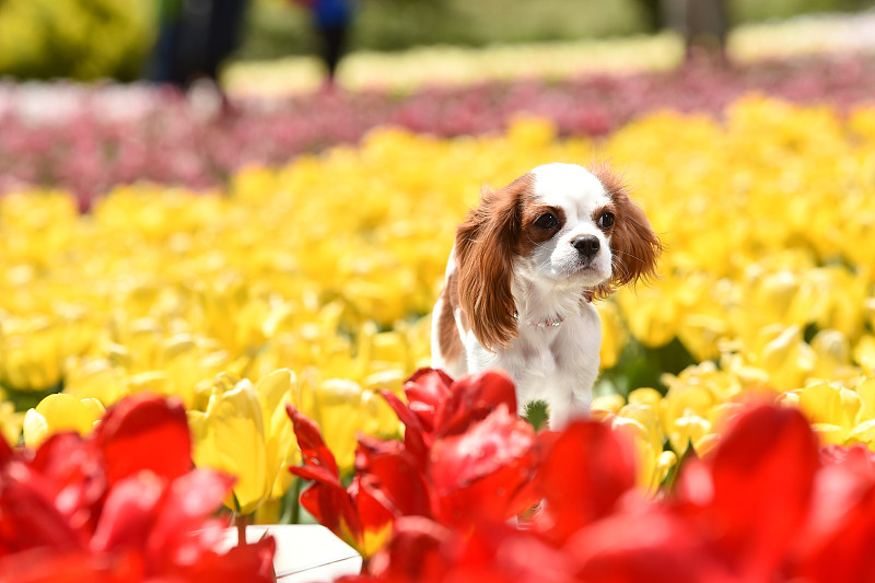 骑士国王查尔斯猎犬在花园里
