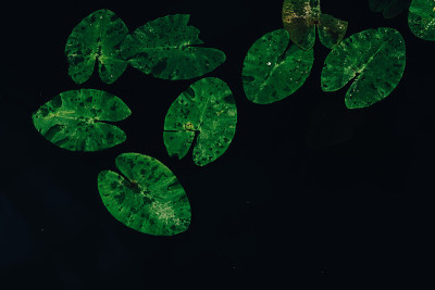 ——水